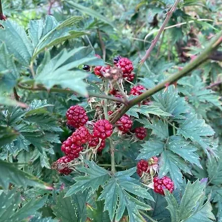 Schwarzwald-oase Fuer Bis Zu 10 Personen *