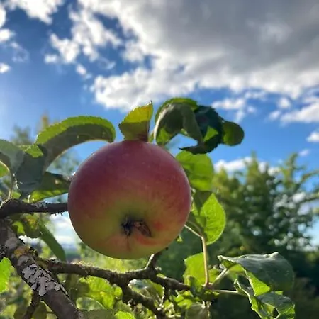 펜션 Schwarzwald-oase Fuer Bis Zu 10 Personen *