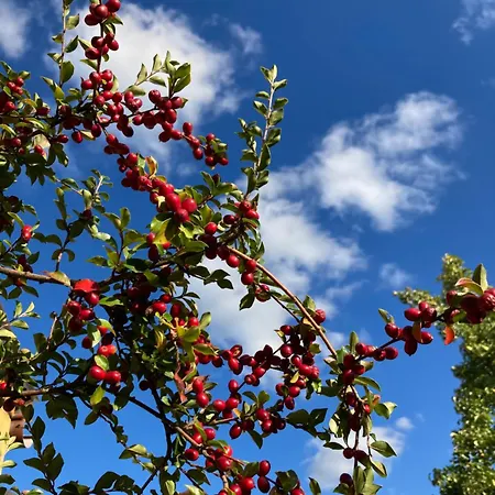 Schwarzwald-oase Fuer Bis Zu 10 Personen 펜션 Dornstetten